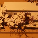 Tree Canopy House